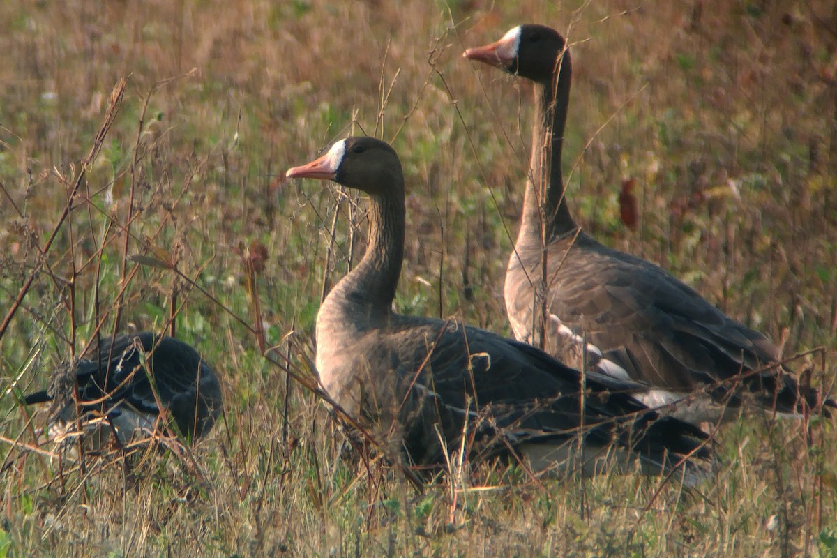 Greater White-fronted Goose - ML38778931