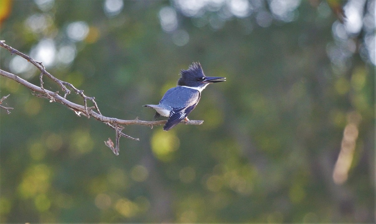 Belted Kingfisher - ML387791921