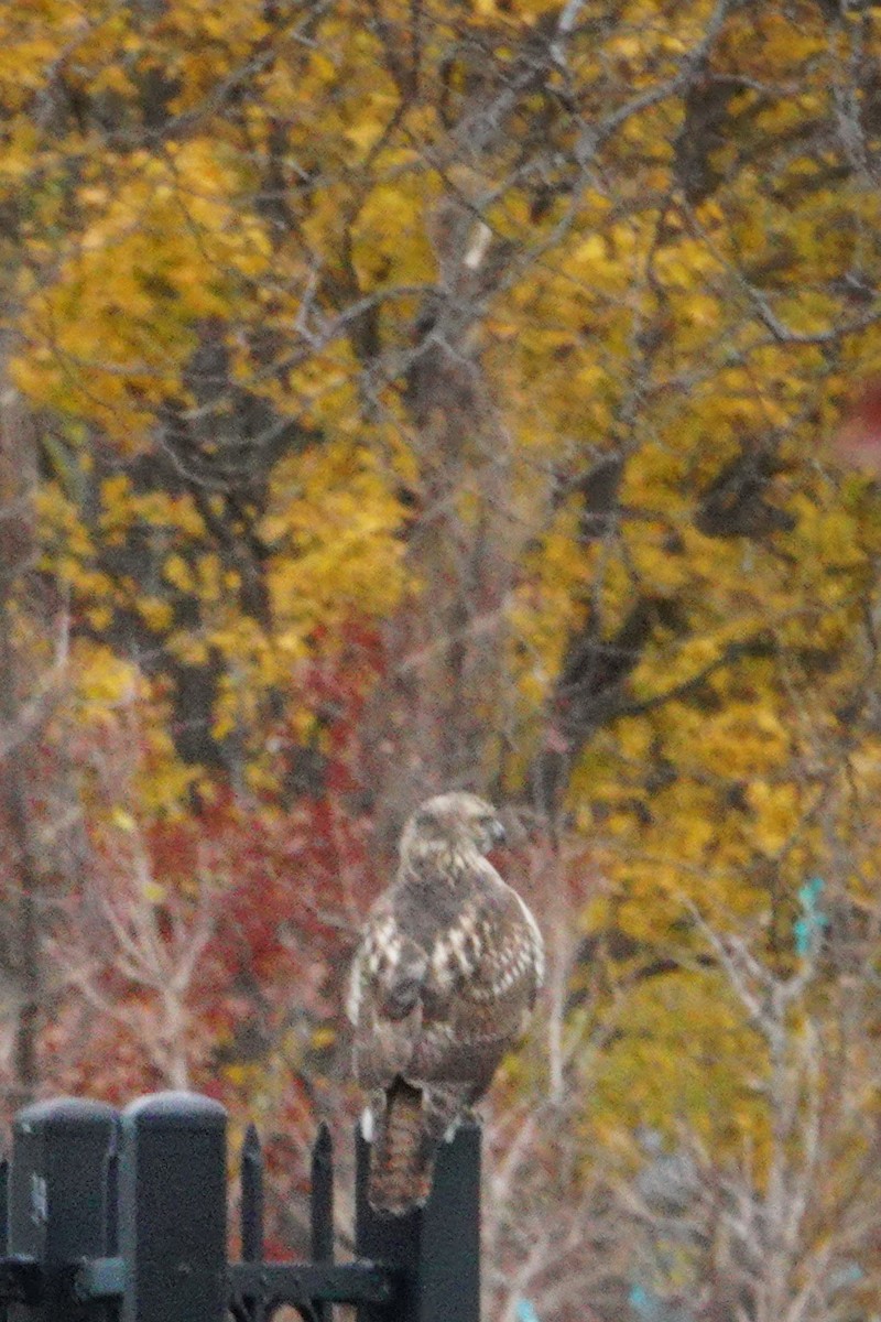 Red-tailed Hawk - ML387792231