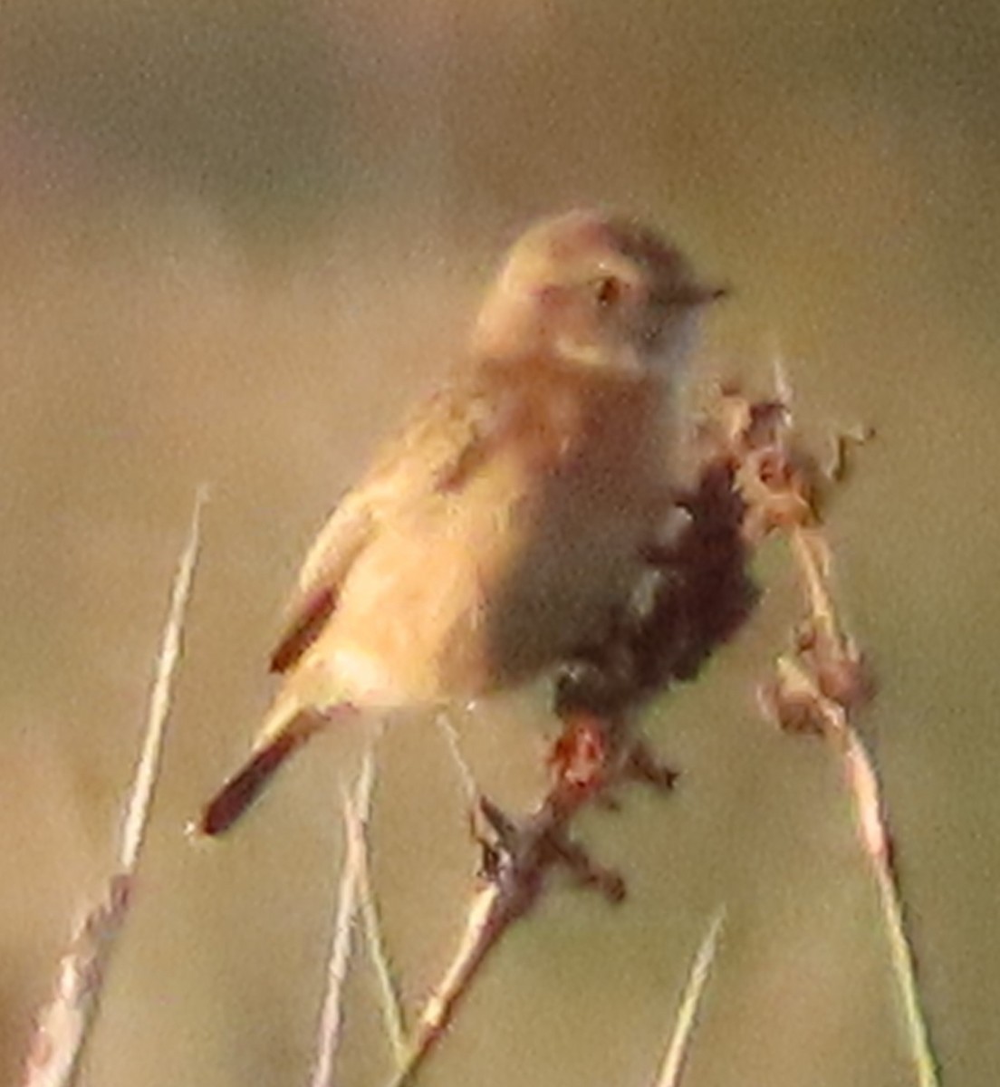 Whinchat - ML387793881