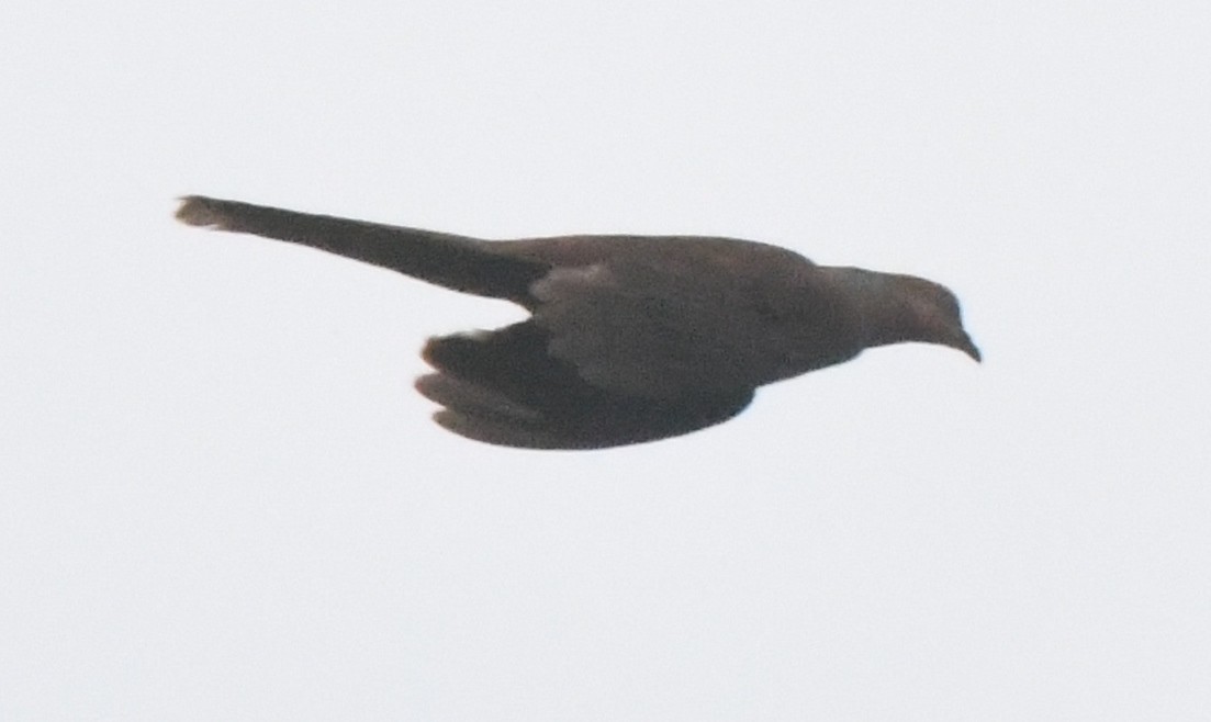 Mackinlay's Cuckoo-Dove - ML38779461