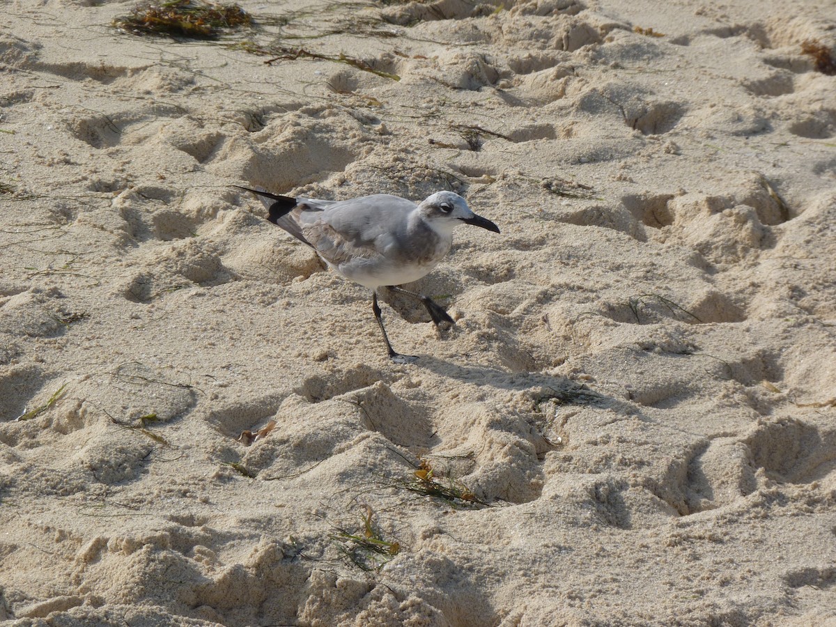 Laughing Gull - france dallaire