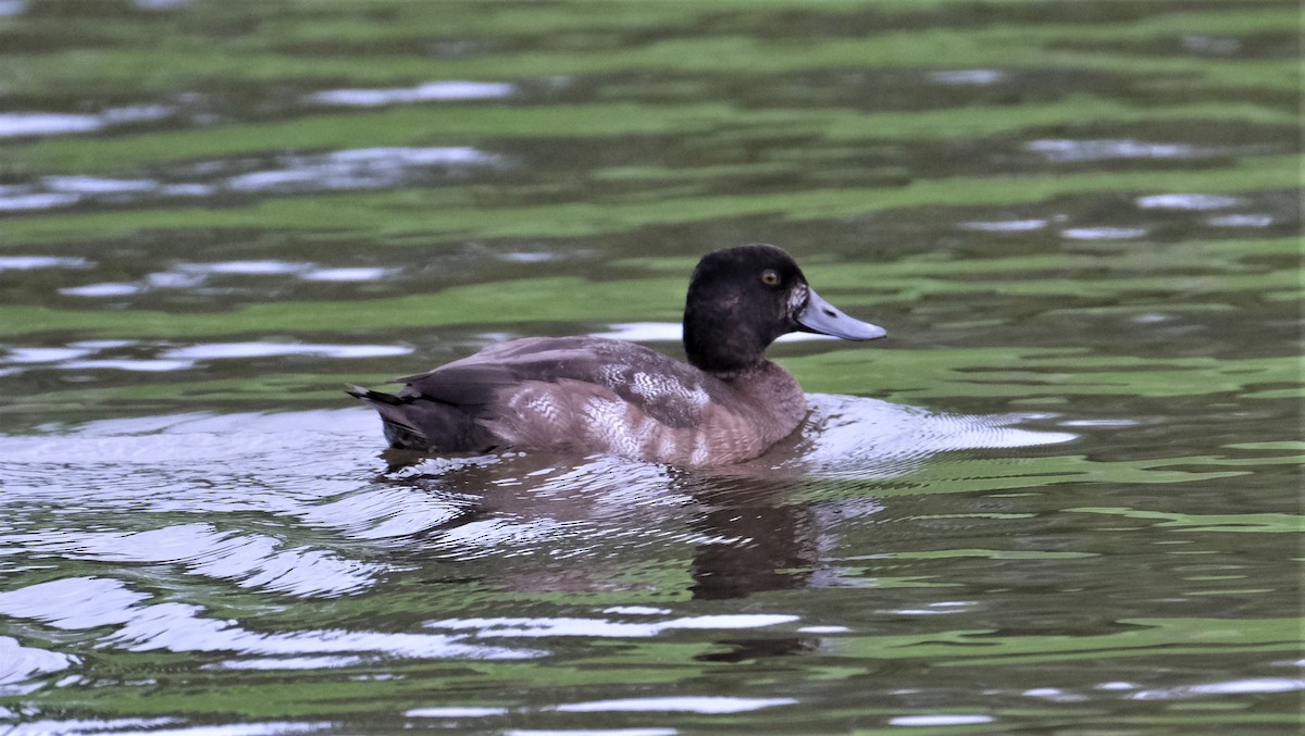 Greater Scaup - ML387798781