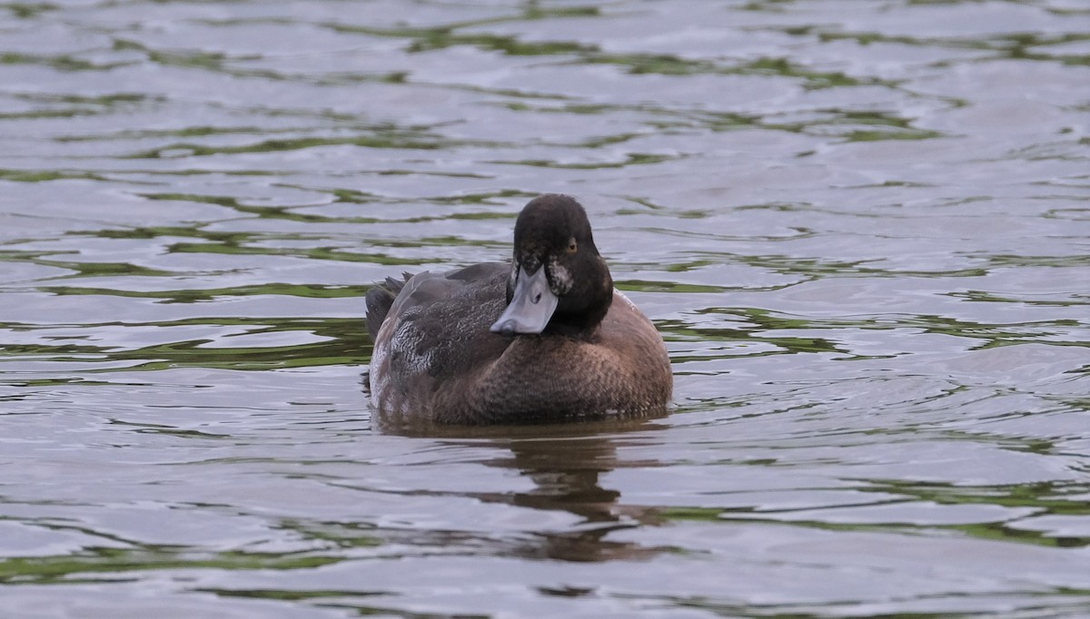 Greater Scaup - ML387799041