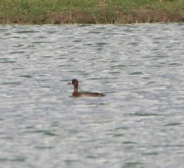Greater Scaup - ML387799201