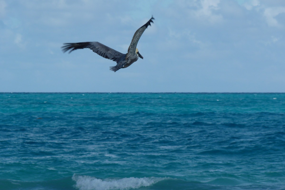 Brown Pelican - france dallaire