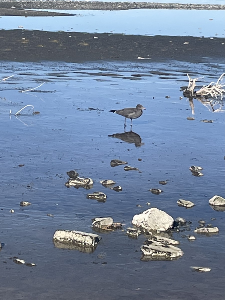 eBird Checklist 13 Nov 2021 Mono LakeRush Creek Delta 6 species (+1 other taxa)