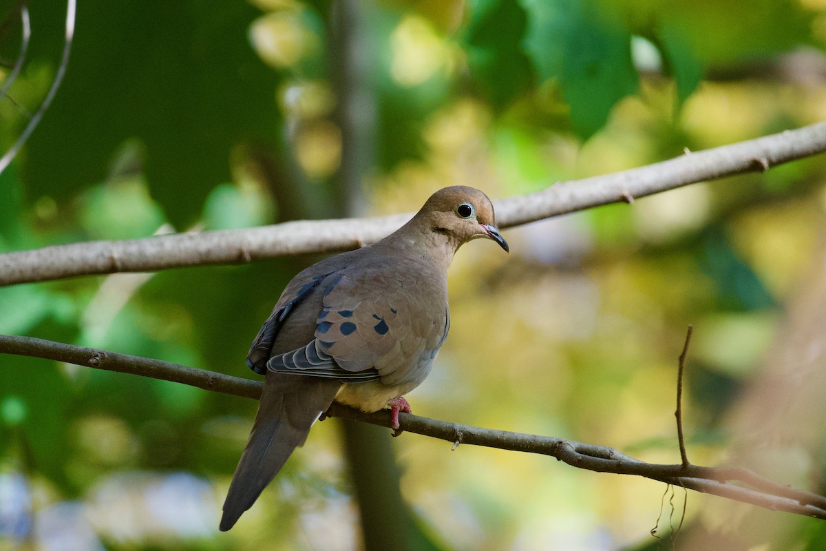 Mourning Dove - Nathan Lynch