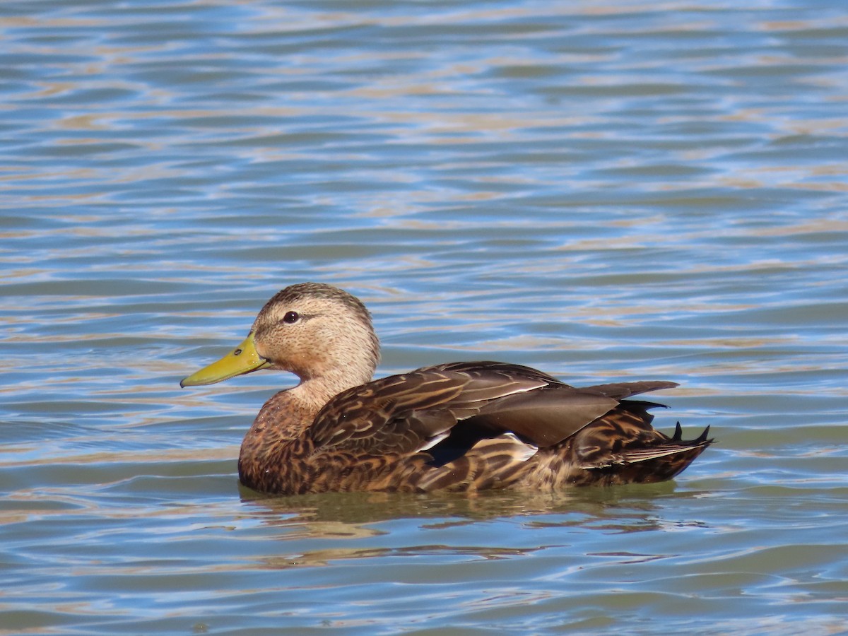 Mexican Duck - ML387803551