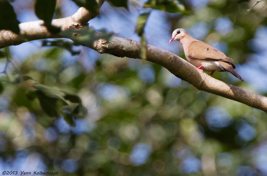 Blue-spotted Wood-Dove - ML38780661