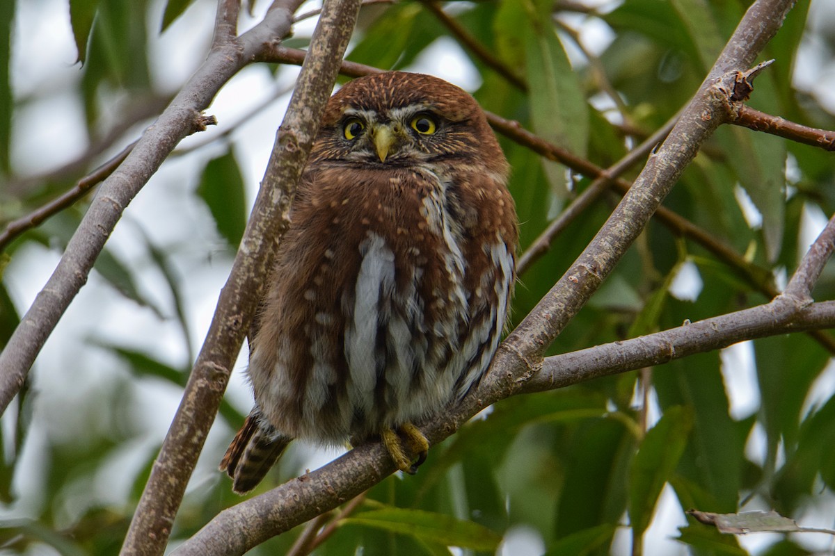 Austral Pygmy-Owl - ML387806931