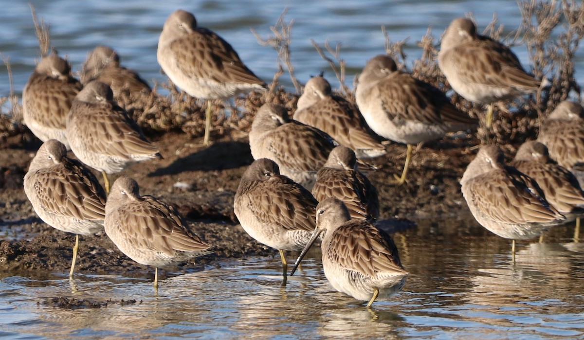 Long-billed Dowitcher - ML387808411