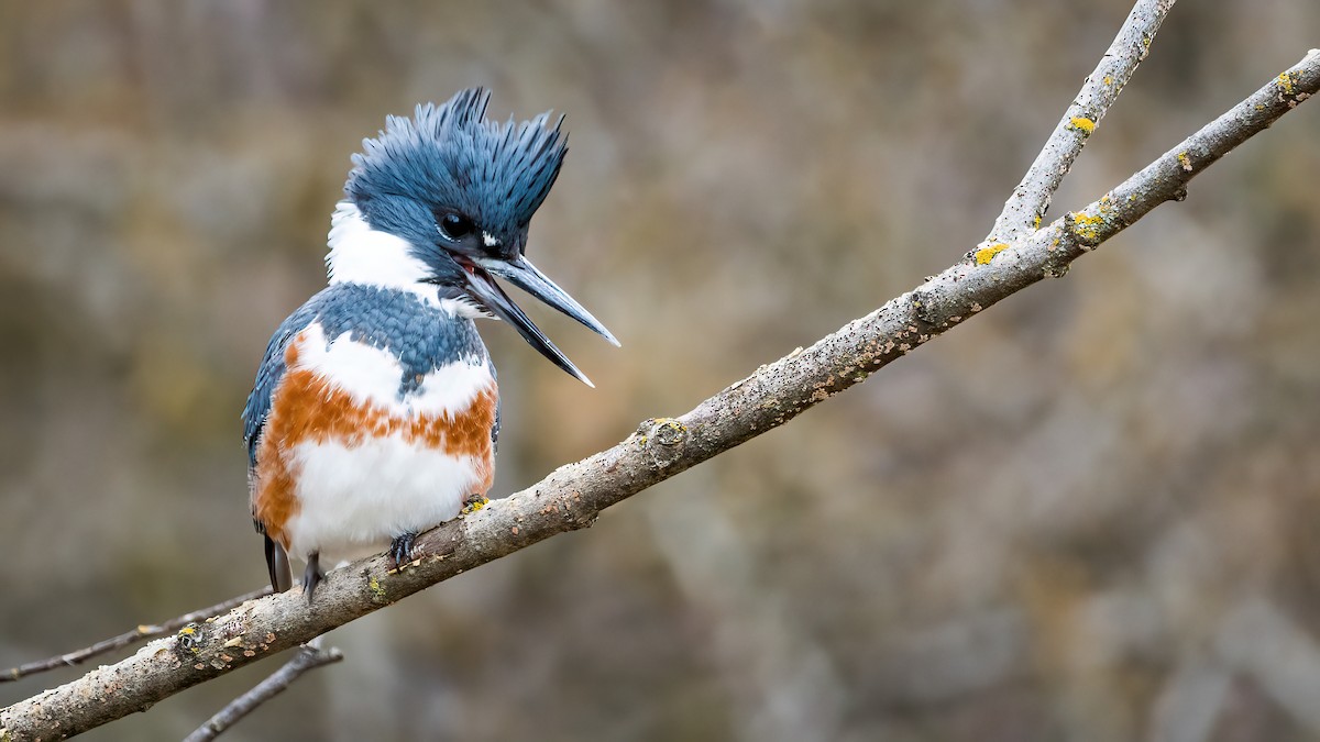 Belted Kingfisher - ML387808861