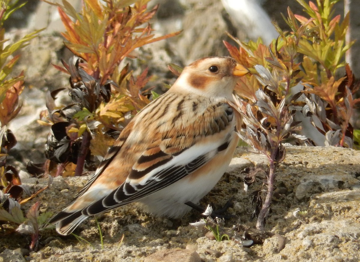 Snow Bunting - George Ford