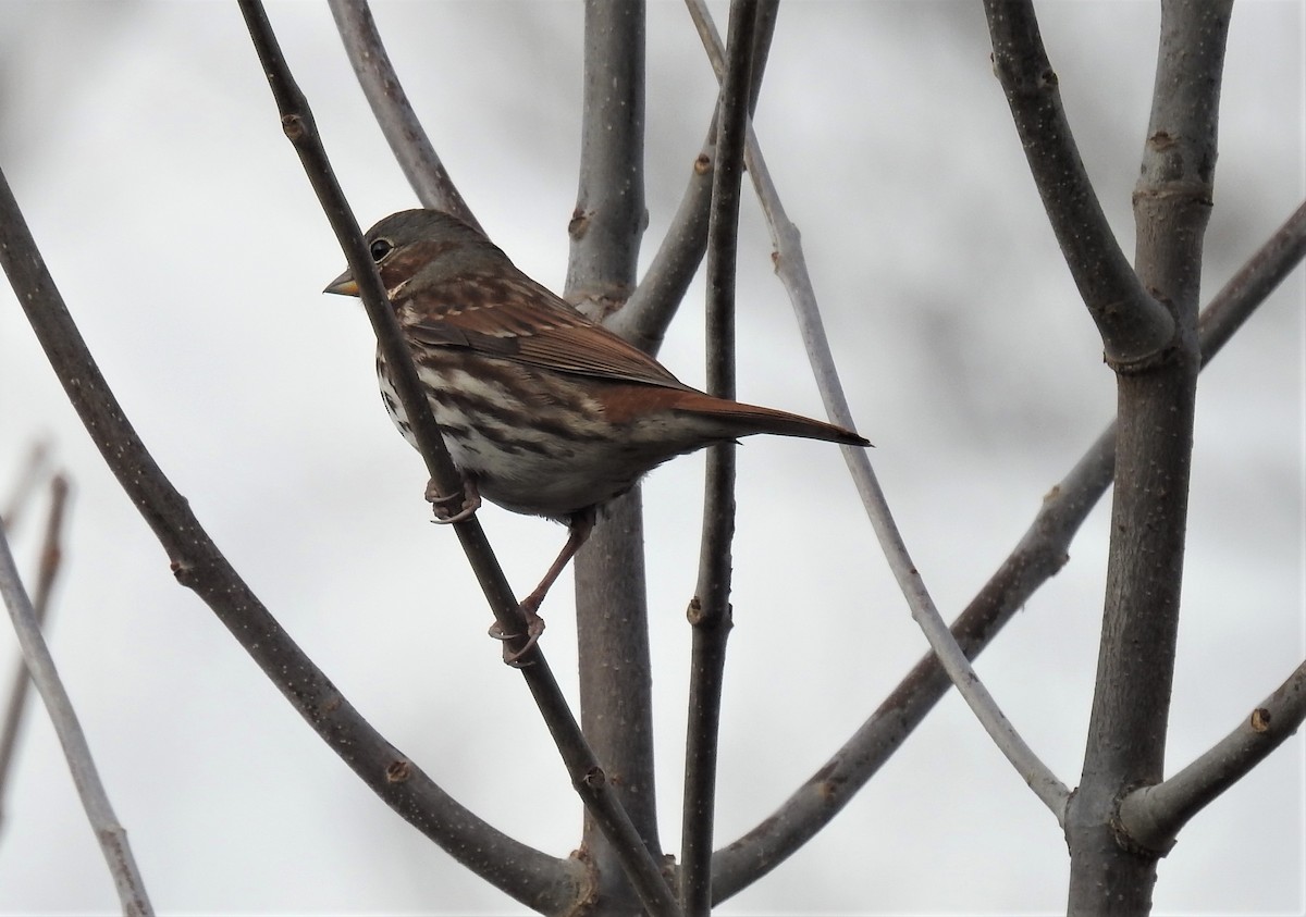 Fox Sparrow (Red) - Bruce Hoover