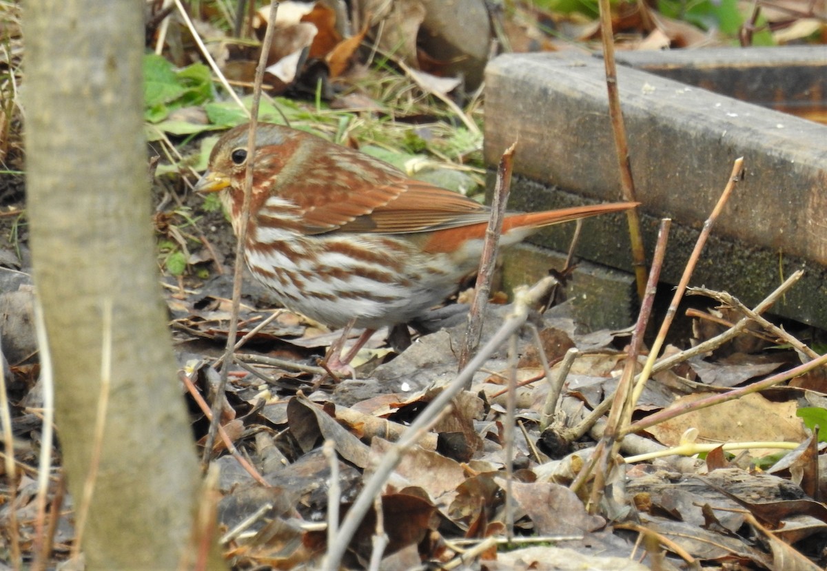 Fox Sparrow (Red) - ML387817921