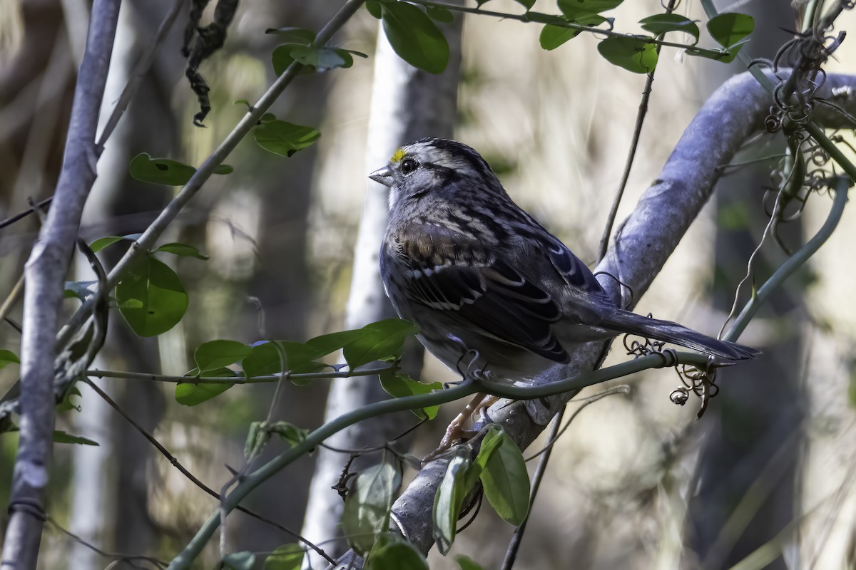 White-throated Sparrow - ML387822841
