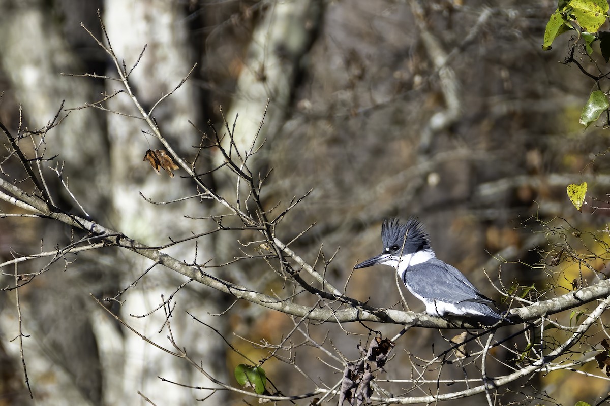 Belted Kingfisher - ML387823091