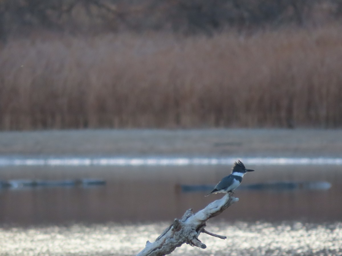 Belted Kingfisher - ML387827031