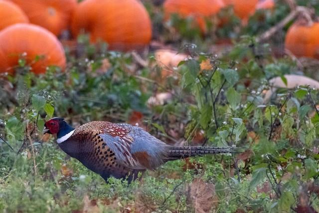 Ring-necked Pheasant at Delta—Westham Island by Chris McDonald