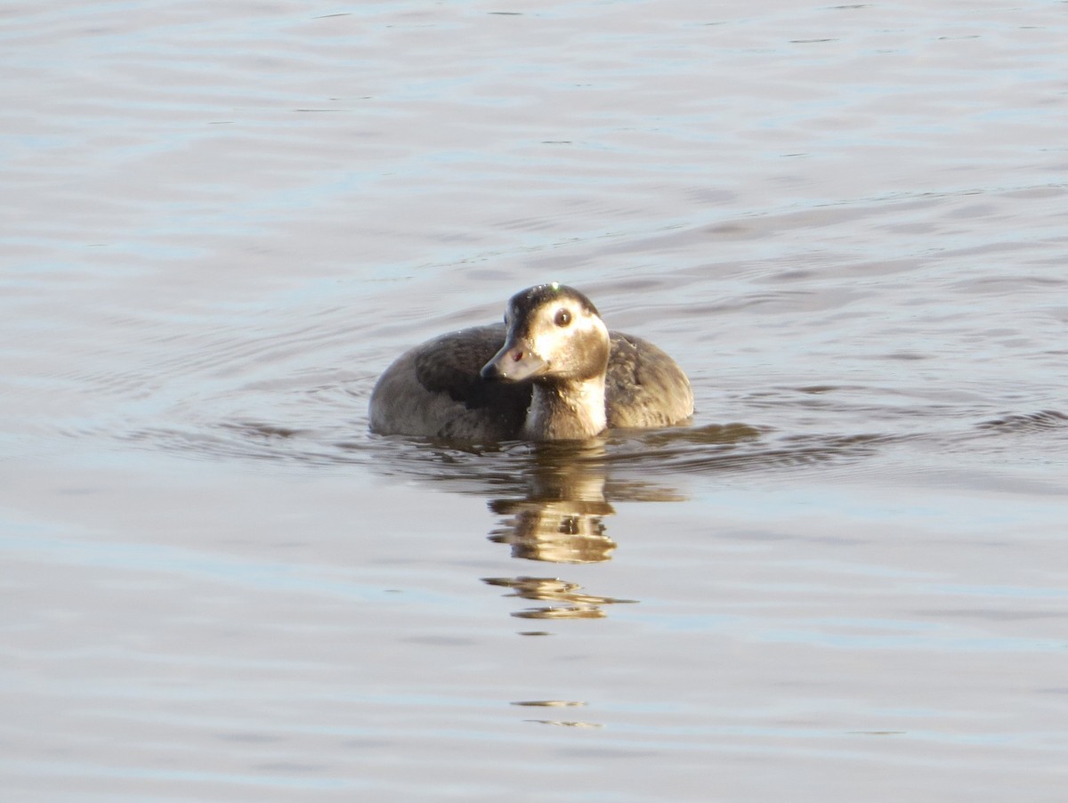 Long-tailed Duck - ML387829731
