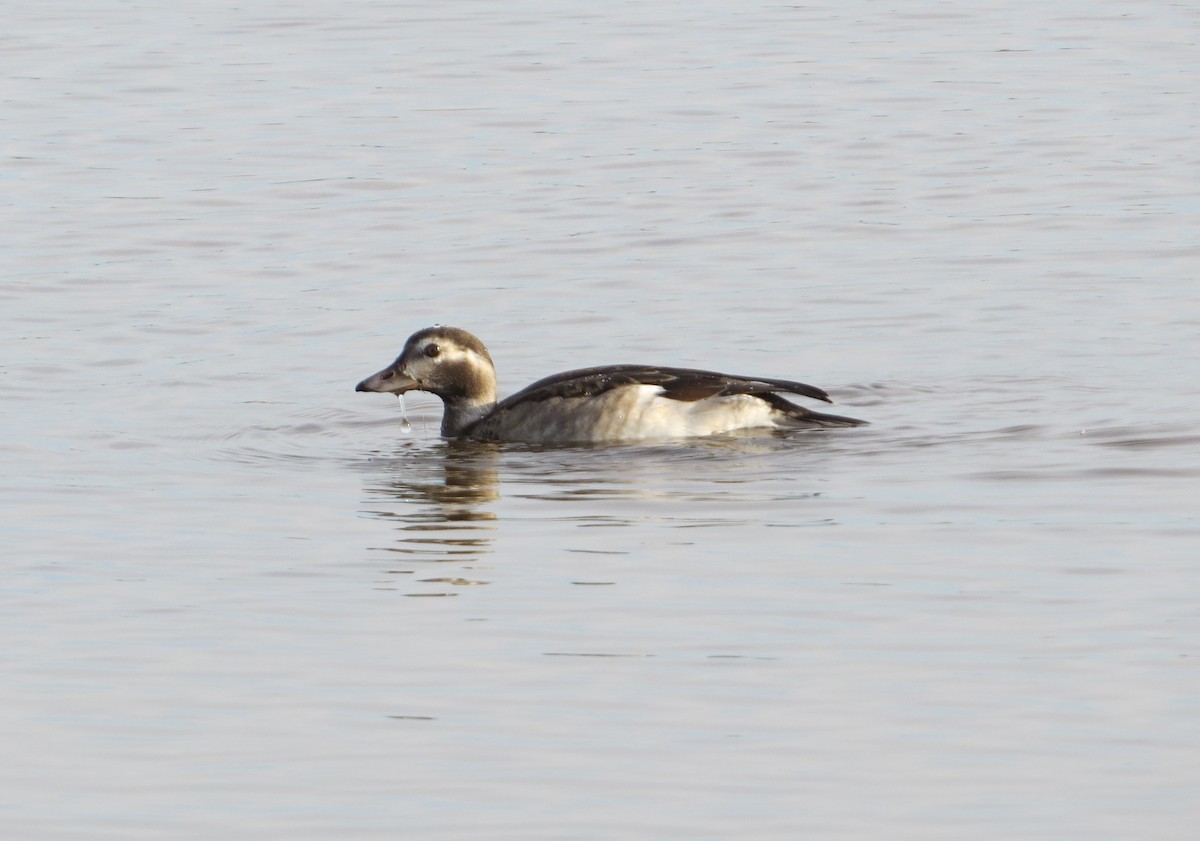 Long-tailed Duck - ML387829741