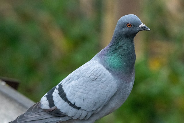 Rock Pigeon (Feral Pigeon) at Reifel Bird Sanctuary by Chris McDonald