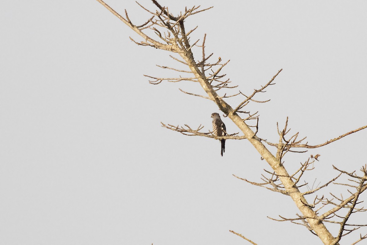 African Cuckoo-Hawk - Peter Candido