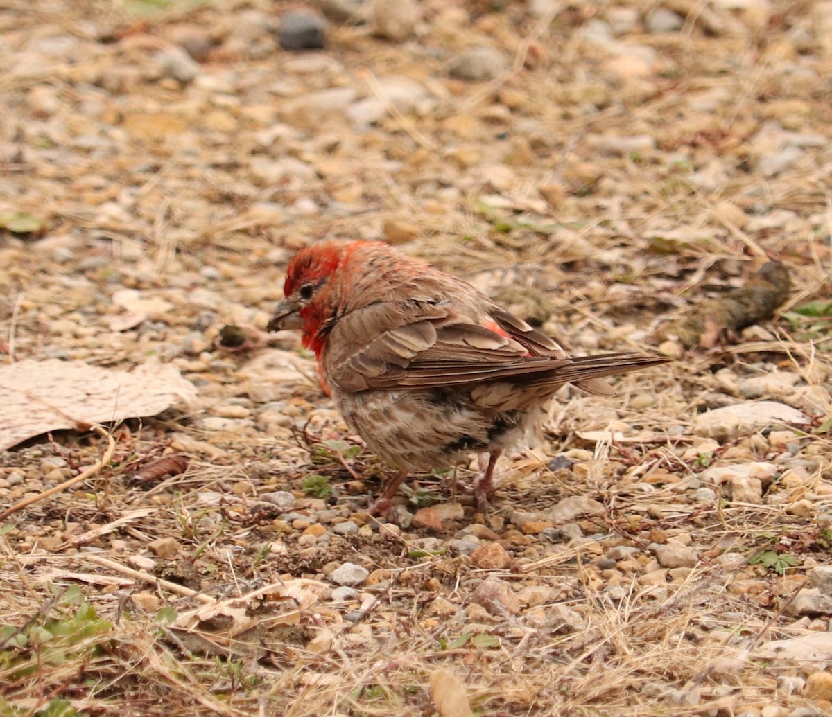 House Finch - Clayton Fitzgerald