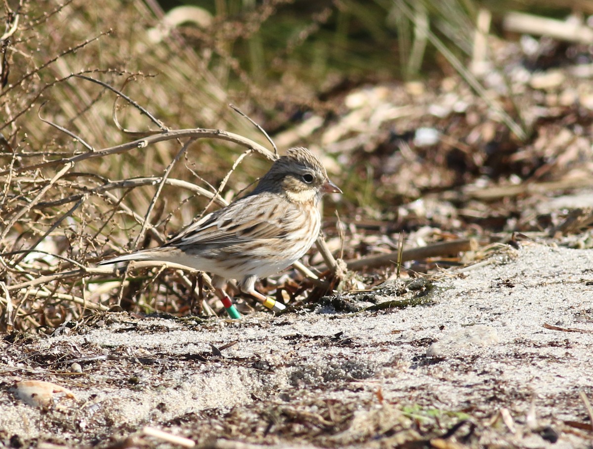 Savannah Sparrow (Ipswich) - ML387842341