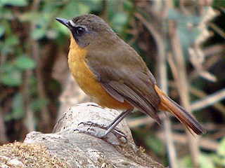  - Mountain Robin-Chat (Highland)