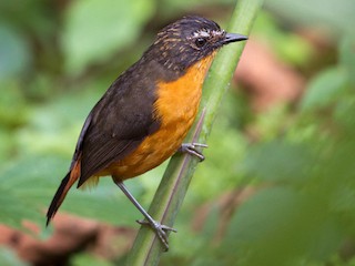  - Mountain Robin-Chat (Mountain)