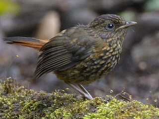 Молодая птица (Highland) - Tomáš Grim - ML387850561