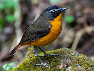  - Mountain Robin-Chat