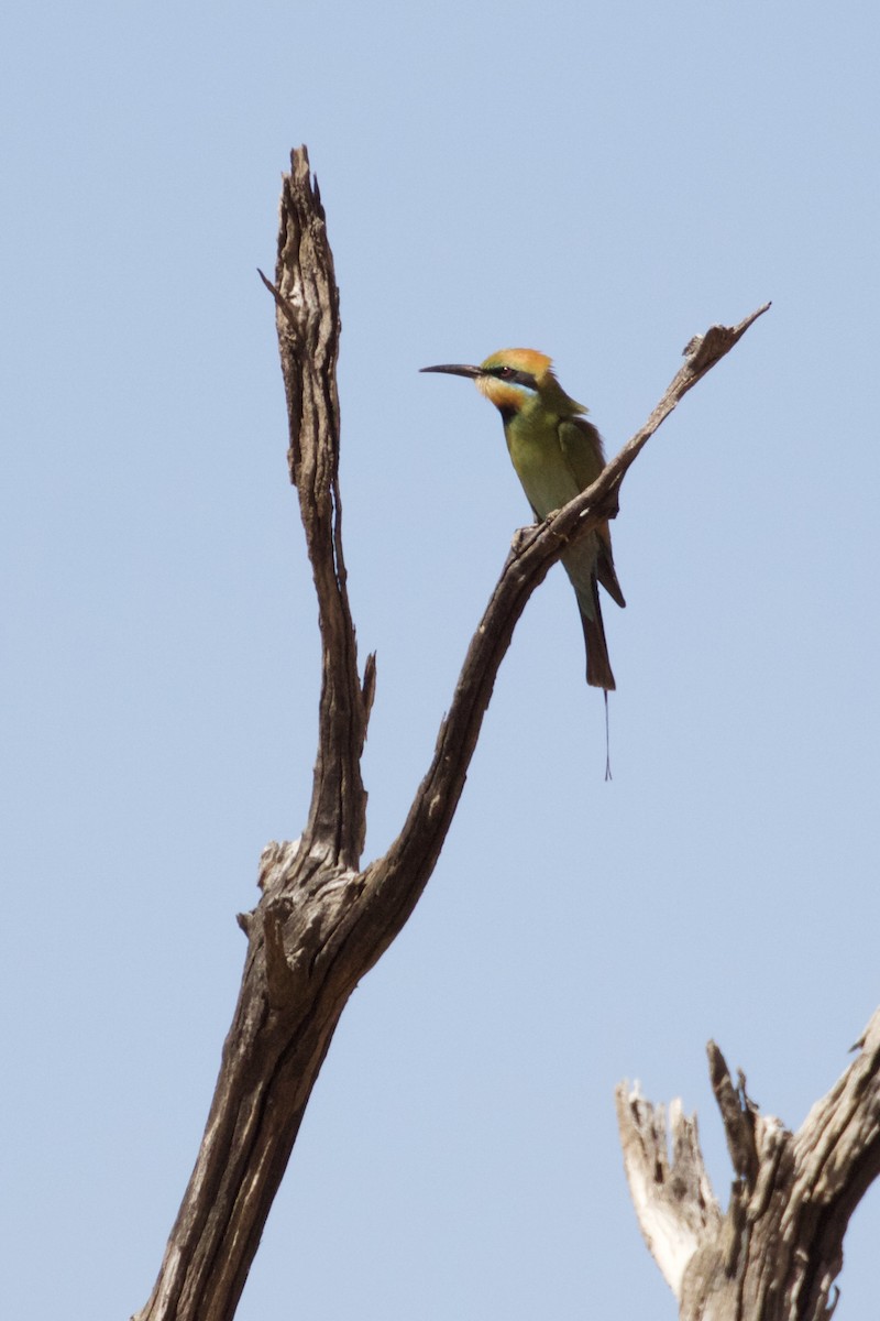 Rainbow Bee-eater - Debra Kriensky