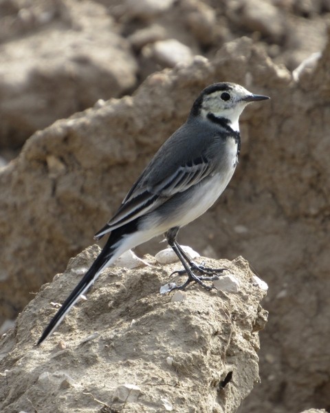 White Wagtail (White-faced) - ML38785971