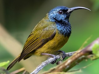  - Cameroon Sunbird (Bioko)