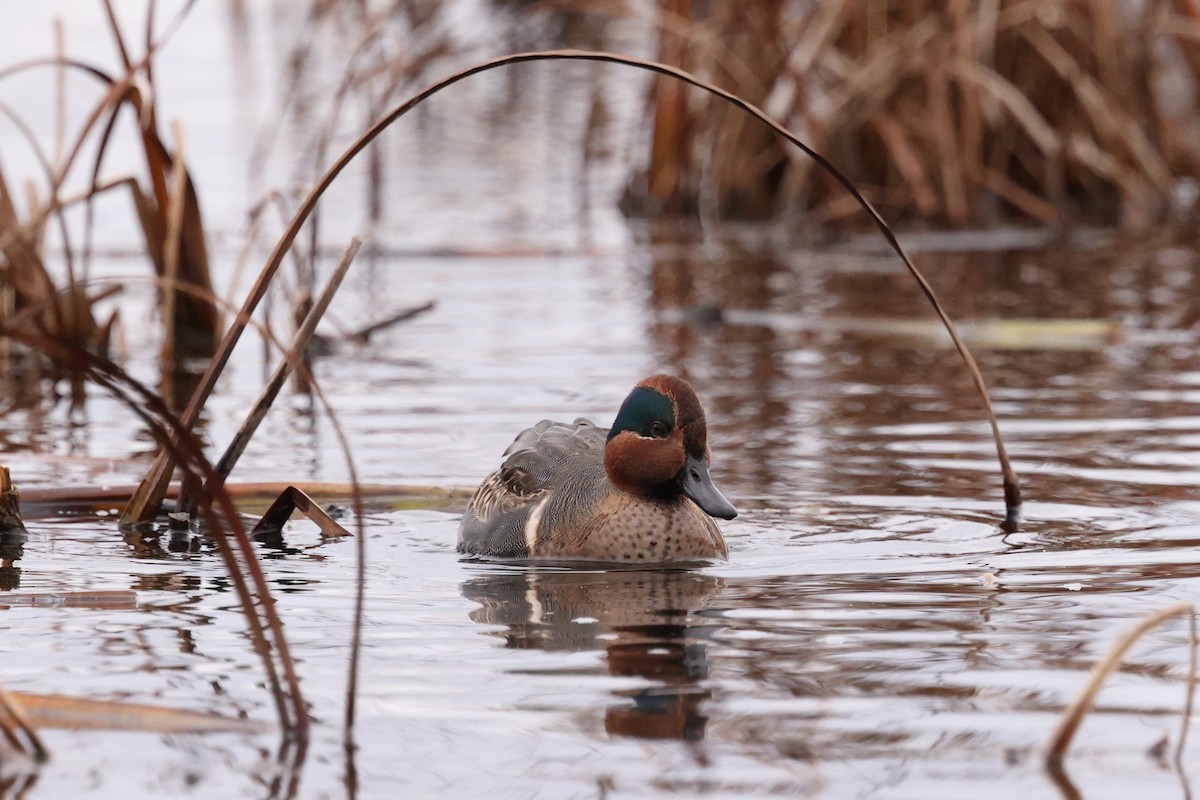 Green-winged Teal - ML387864641