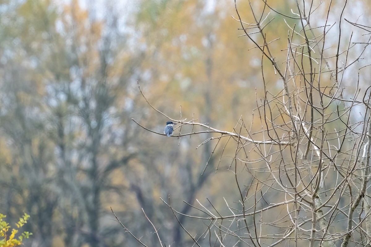 Belted Kingfisher - ML387865261