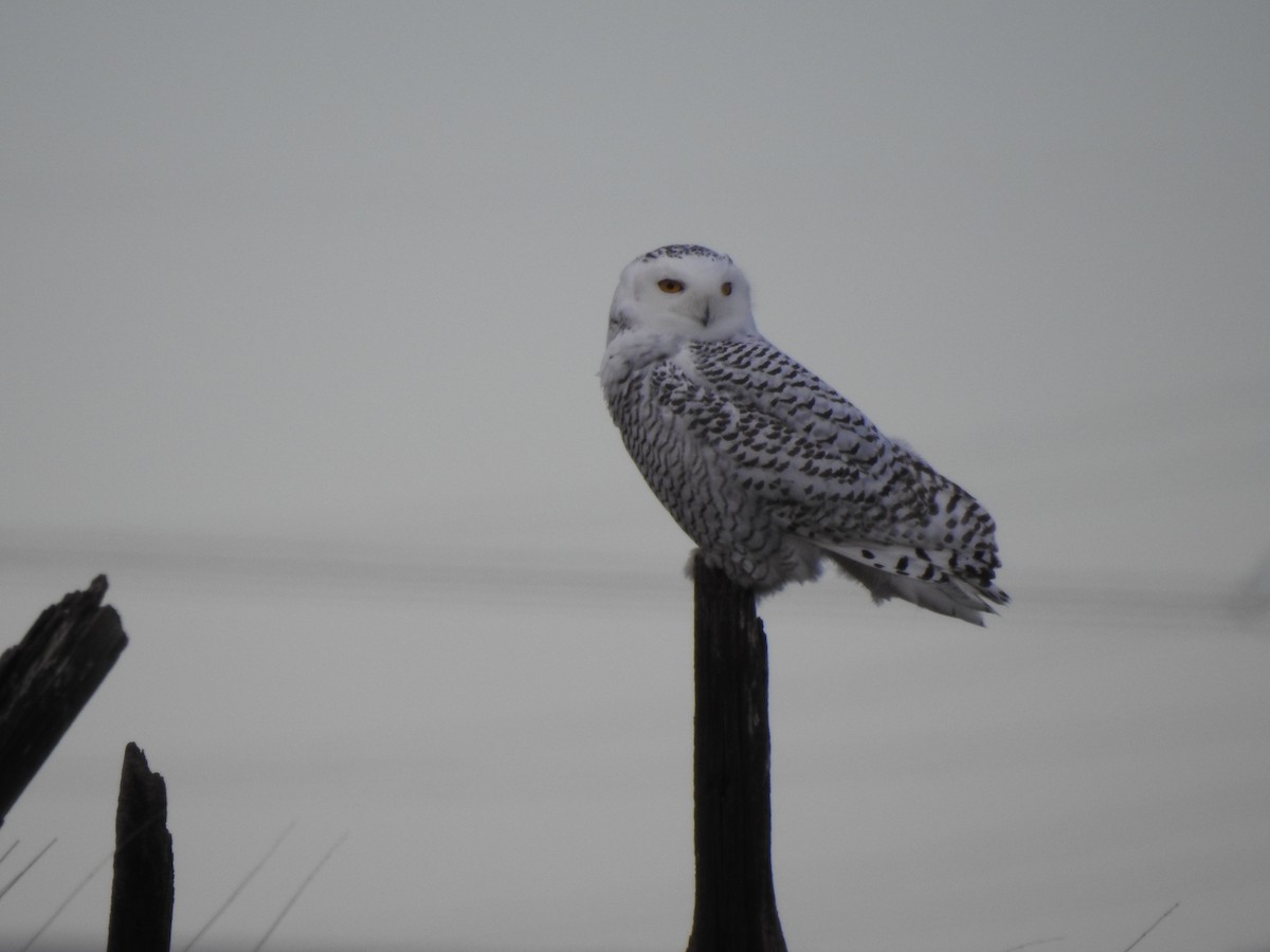 Snowy Owl - ML387869571