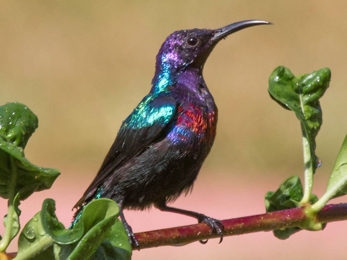 Splendid Sunbird - Michael Hooper