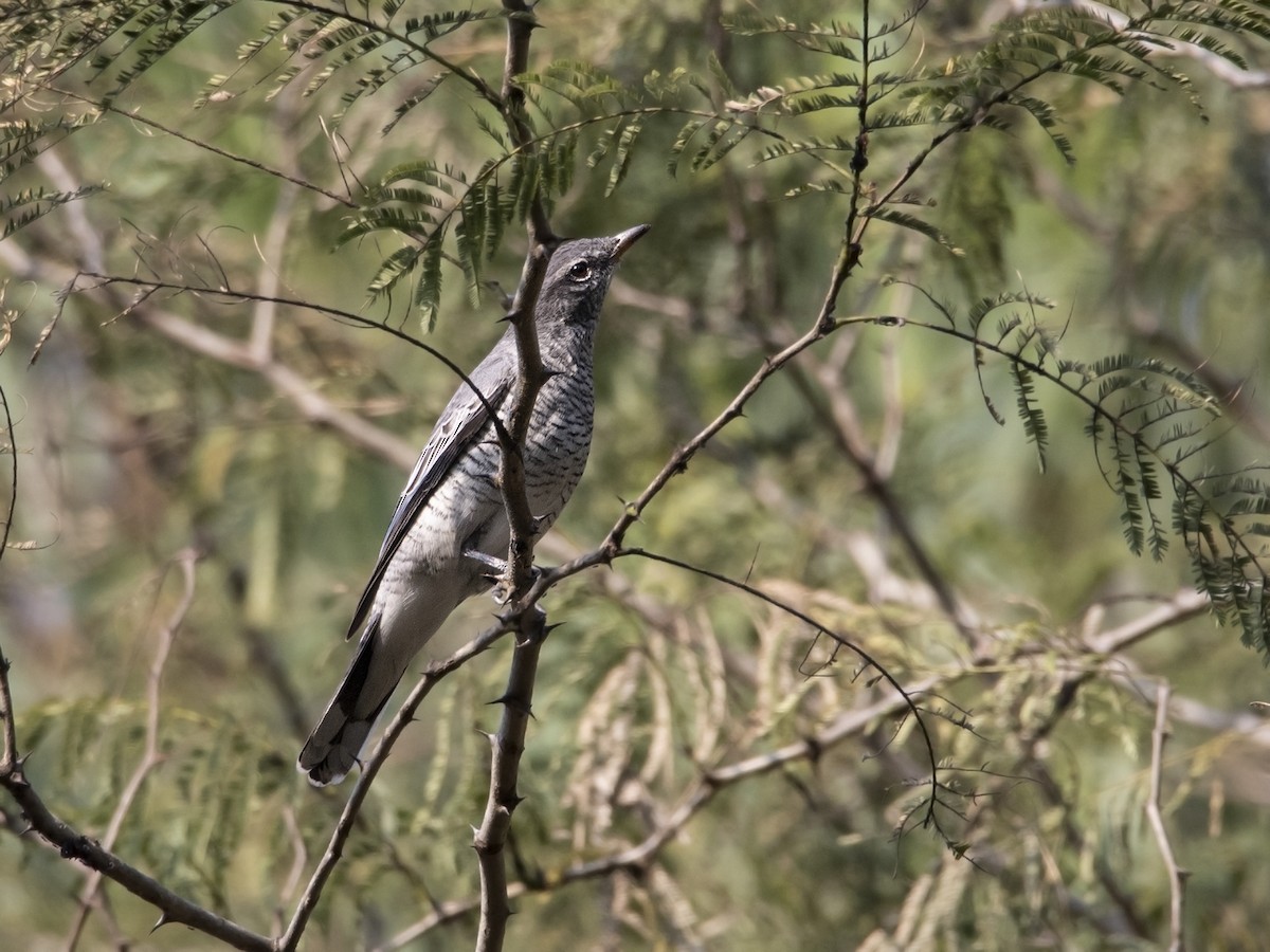 Black-headed Cuckooshrike - Garima Bhatia