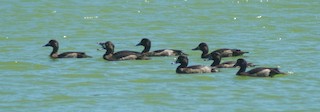 Tufted Duck, ML387874411