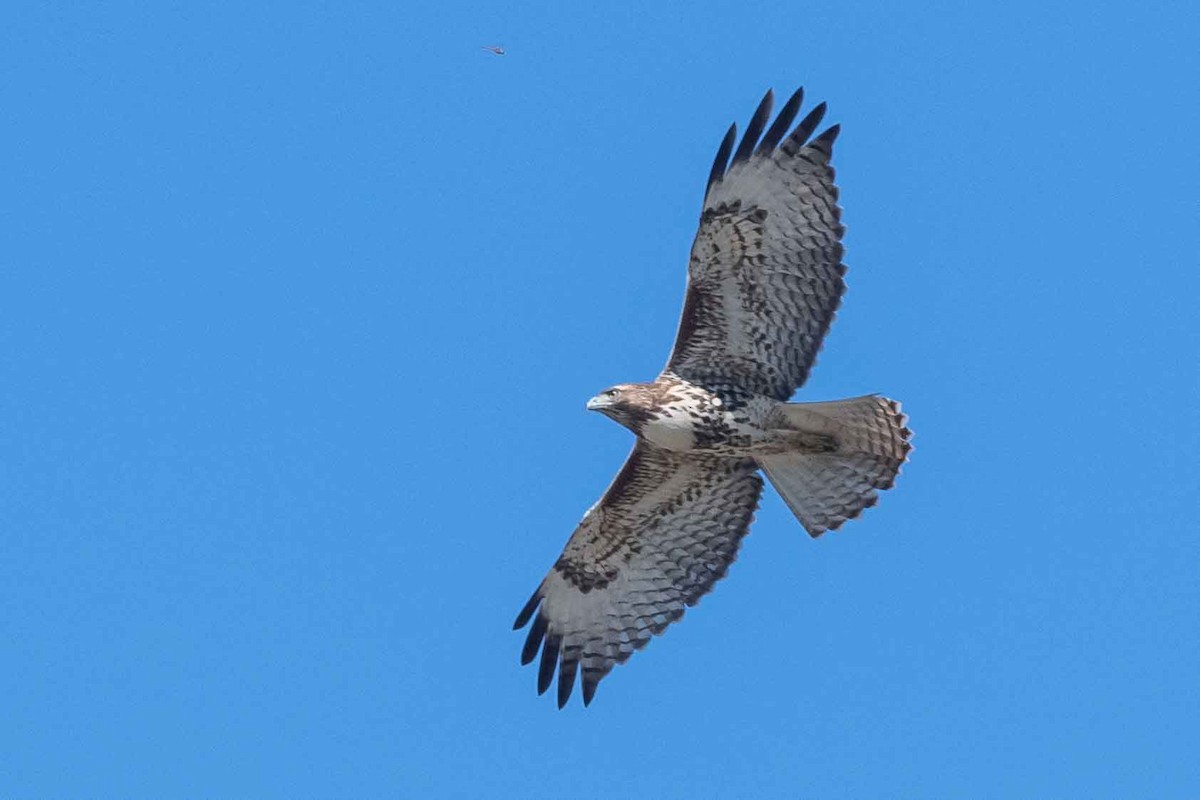 Red-tailed Hawk - ML387875961