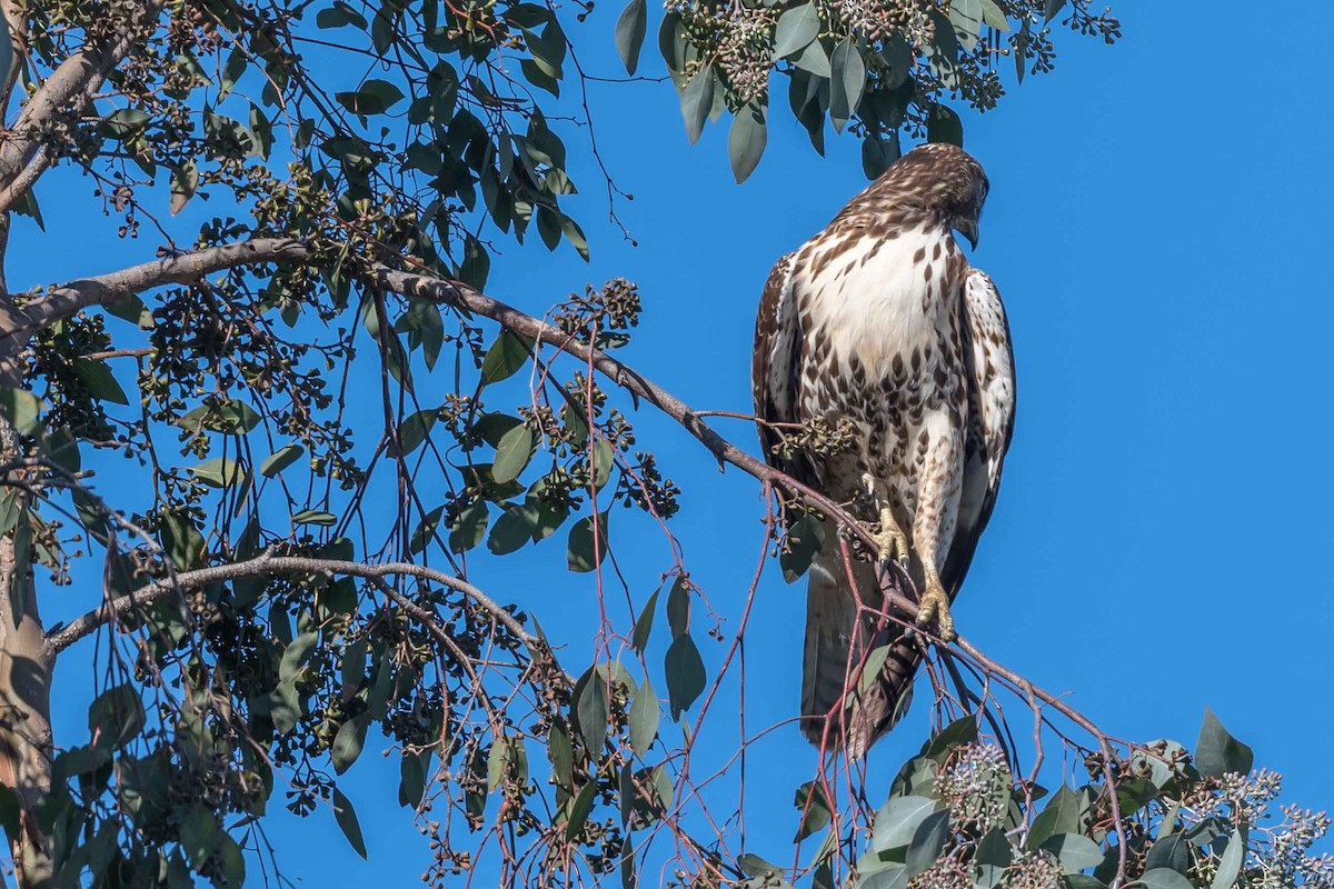 Red-tailed Hawk - ML387875981