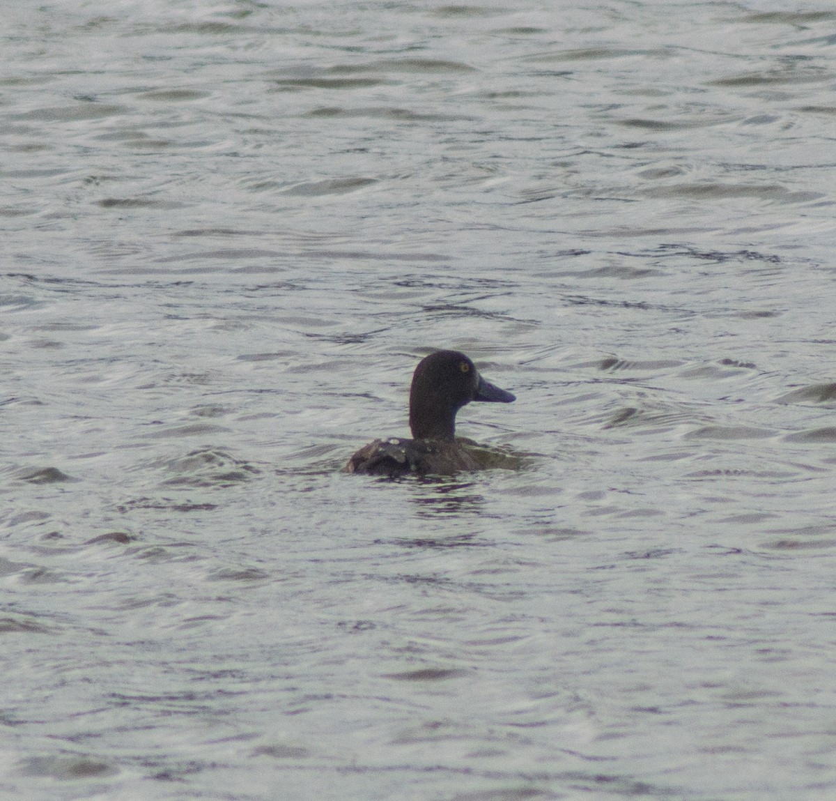 Tufted Duck - ML387877841