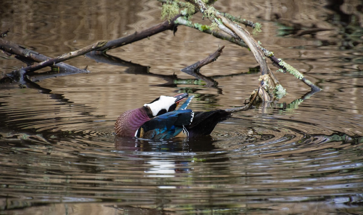 Wood Duck - Alanna Froese