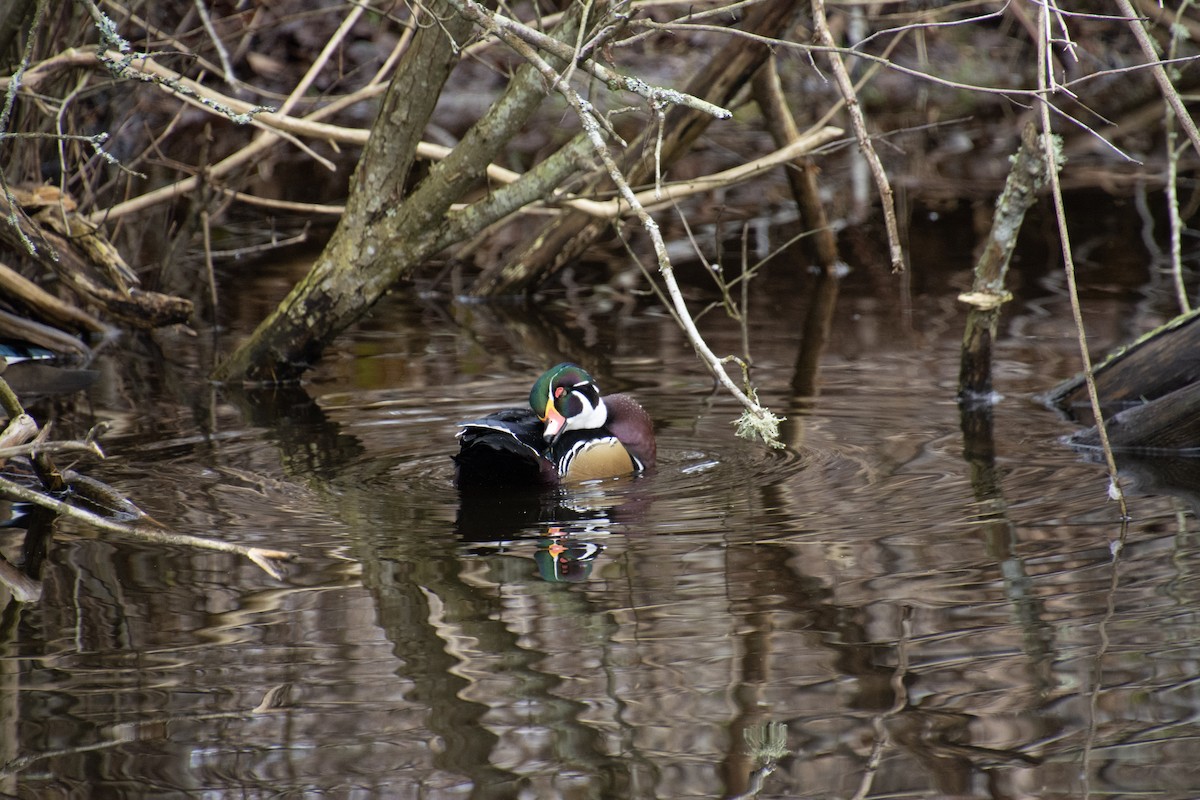 Wood Duck - Alanna Froese