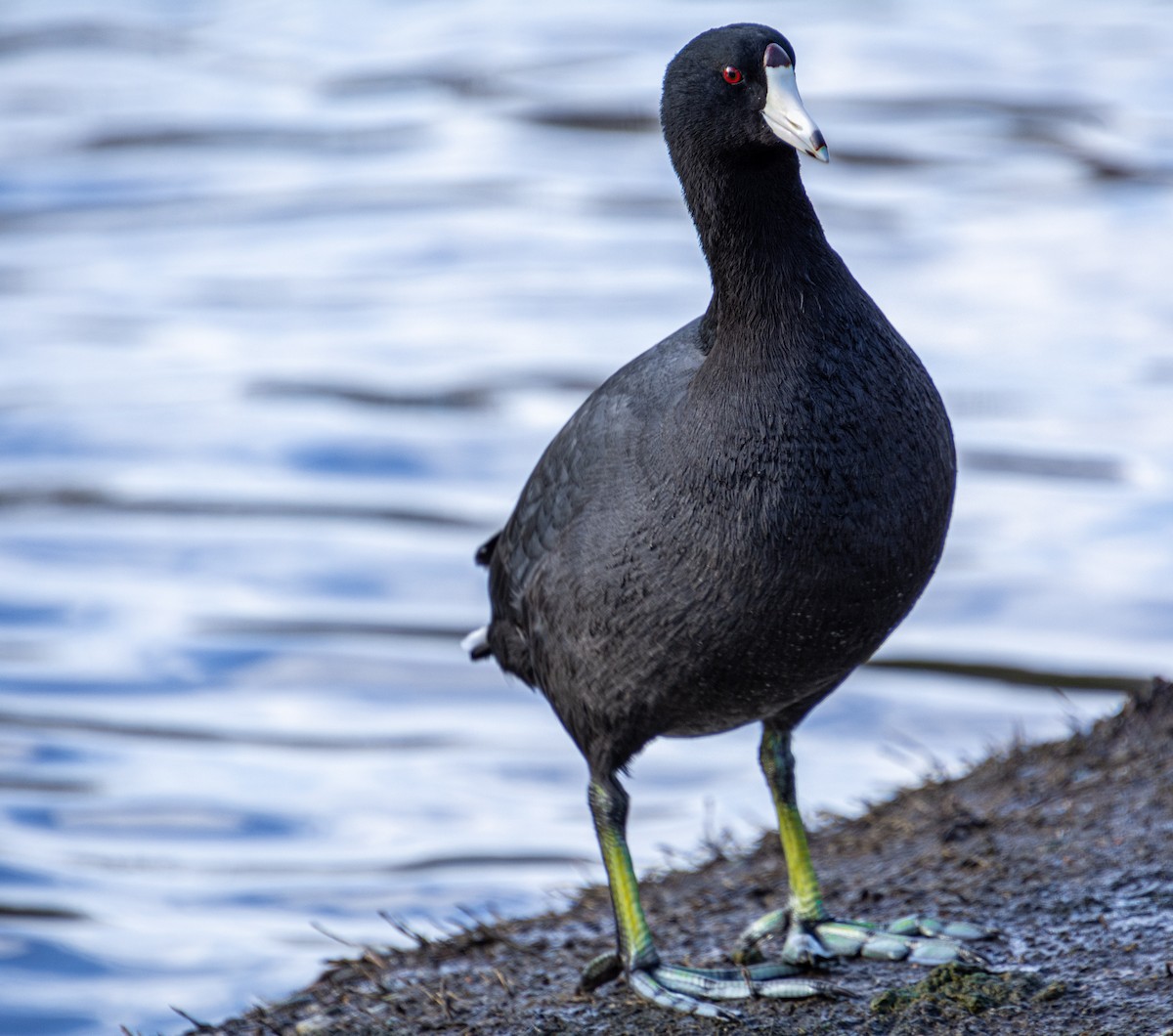 American Coot - Alanna Froese