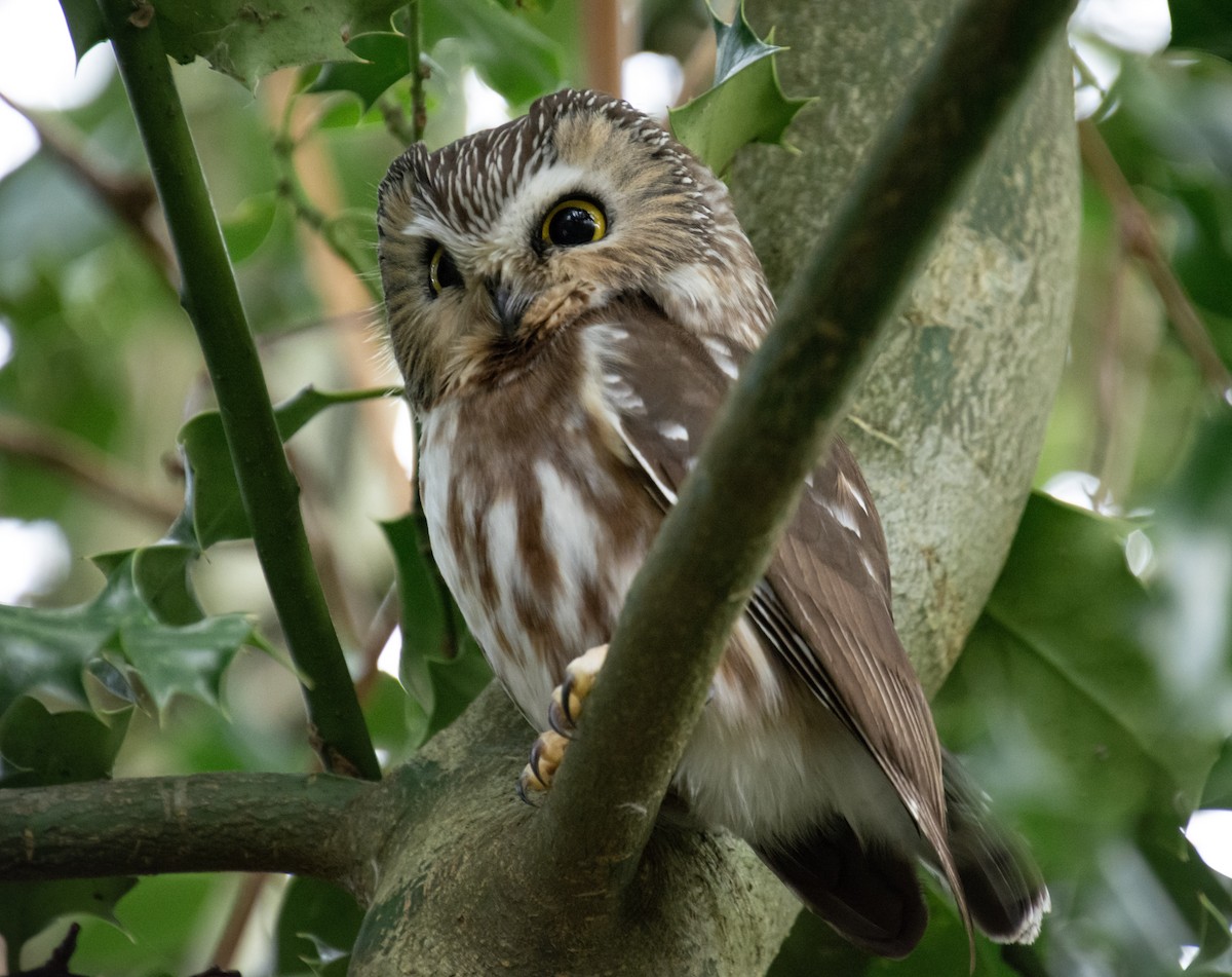 Northern Saw-whet Owl - Alanna Froese